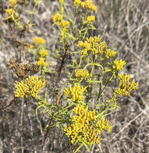 Narrowleaf Yellowtops (Flaveria linearis)