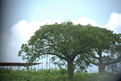 Ceiba trischistandra