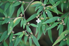 Centradenia inaequilateralis image