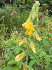 (c) Mike Butler, some rights reserved (CC BY) Crotalaria incana, photograph (c) Mike Butler, some rights reserved (CC BY)