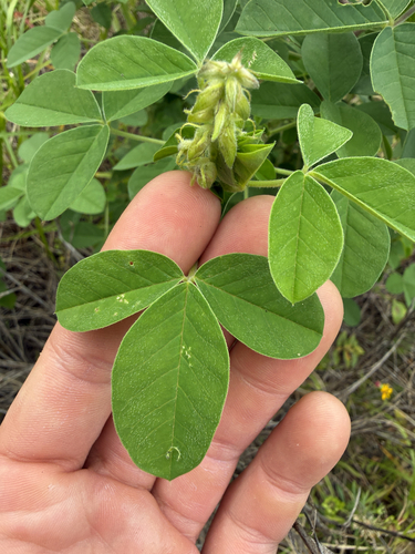 Crotalaria incana, photograph 5