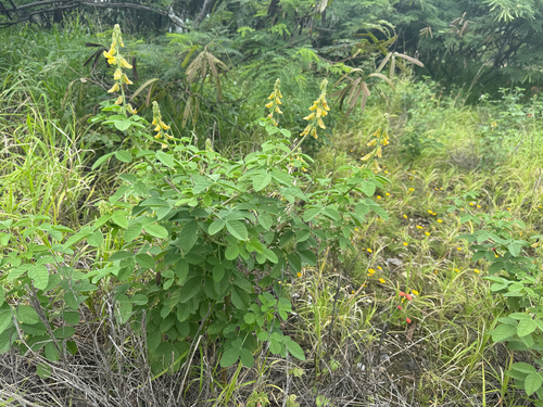 Crotalaria incana, photograph 6