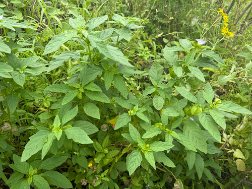 Nicandra physalodes observed 2026-03-16