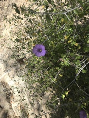 Ruellia californica peninsularis