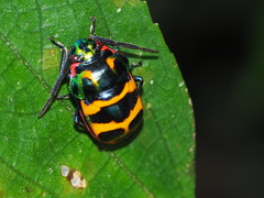 Chrysocoris fascialis