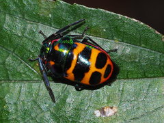 Chrysocoris fascialis