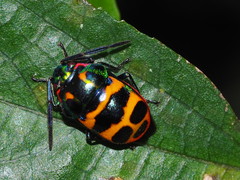 Chrysocoris fascialis