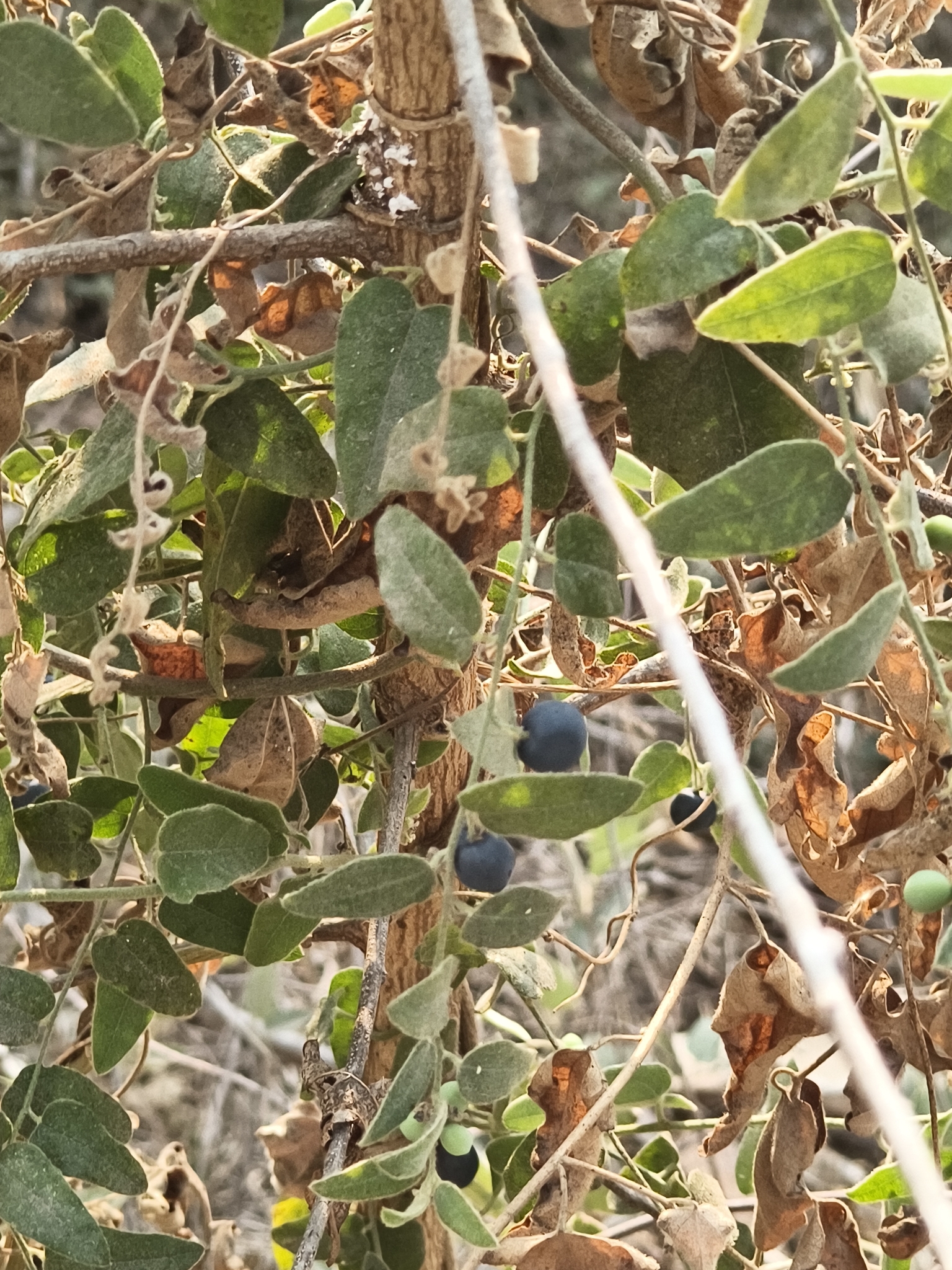 Broom Creeper (Cocculus hirsutus)