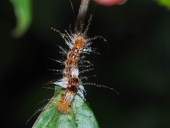 Euproctis latifascia