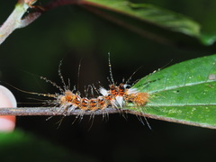 Euproctis latifascia