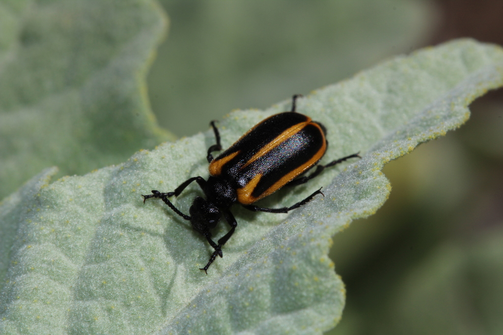 Tetraonyx cinctus
