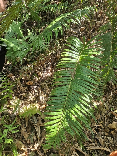 Oriental Blechnum (Blechnum orientale)