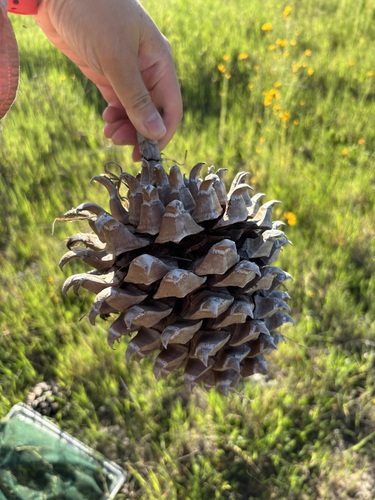 gray pine