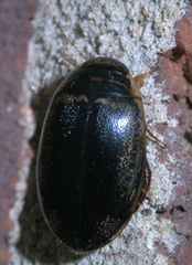 Thermonectus basillaris