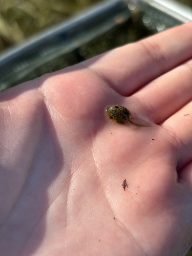 Pacific Tree Frog