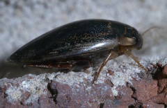 Thermonectus basillaris