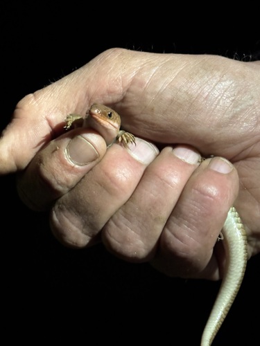 iNaturalist observation photo of Gilbert's Skink