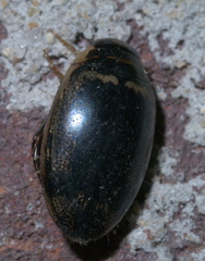 Thermonectus basillaris