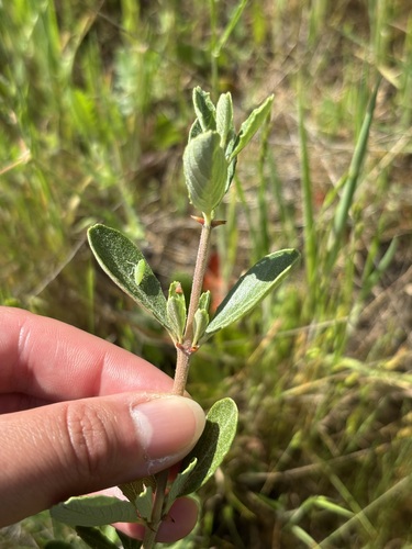 Buckbrush
