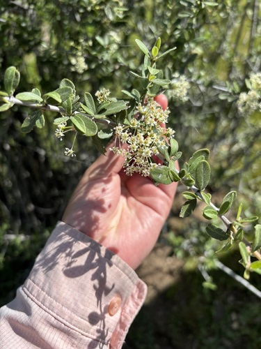 Buckbrush