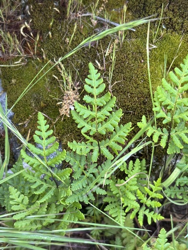 goldback fern