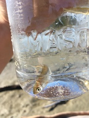 Mylocheilus caurinus