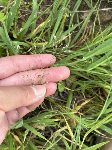 Silver Hairgrass