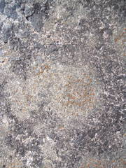 Protoblastenia rupestris