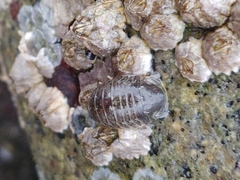 Gnorimosphaeroma oregonense