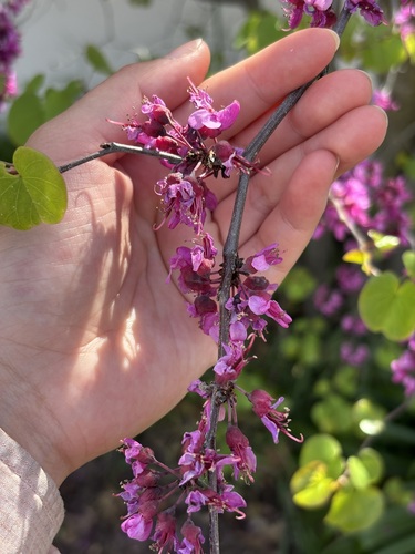 Western Redbud