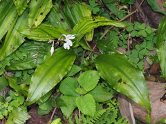 Calanthe arisanensis