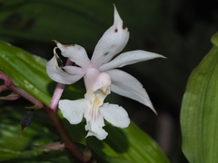 Calanthe arisanensis