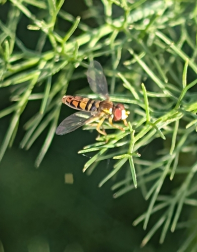 Unknown species found near Huntington Beach, CA 92647, USA