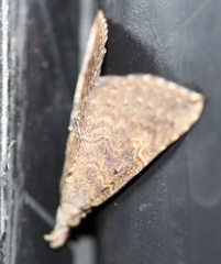 Lepidoptera