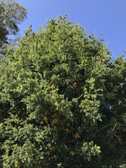 Saxegothaea conspicua