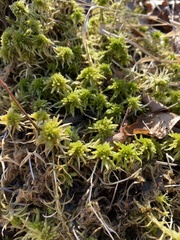 Sphagnum bartlettianum