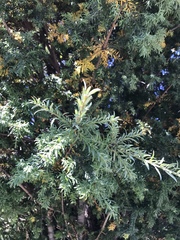 Saxegothaea conspicua