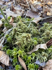 Sphagnum magellanicum