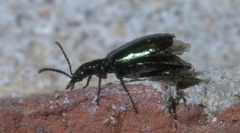 Lebia