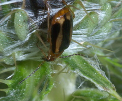 Lebia solea