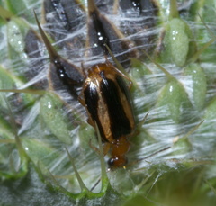 Lebia solea