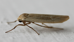 Lepidoptera