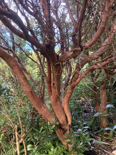 Coprosma chathamica