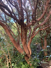 Coprosma chathamica
