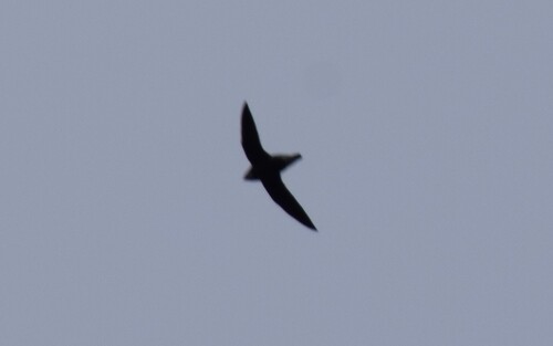 White-throated Needletail (Hirundapus caudacutus), photo 4