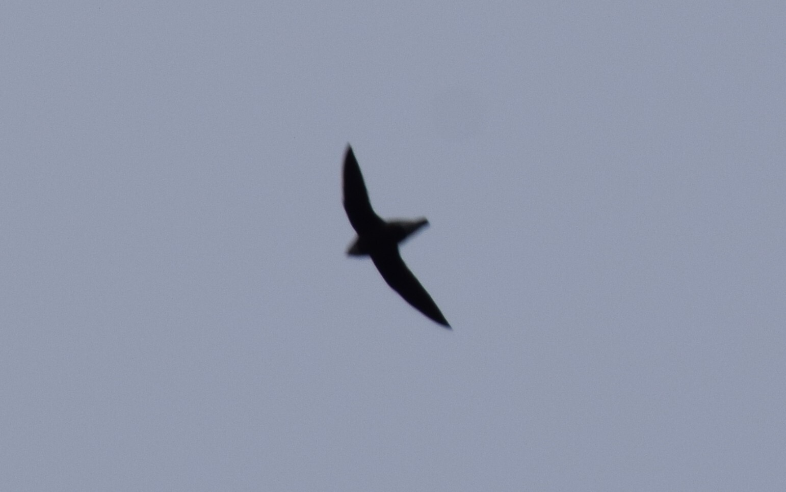 White-throated Needletail (Hirundapus caudacutus), photo 4