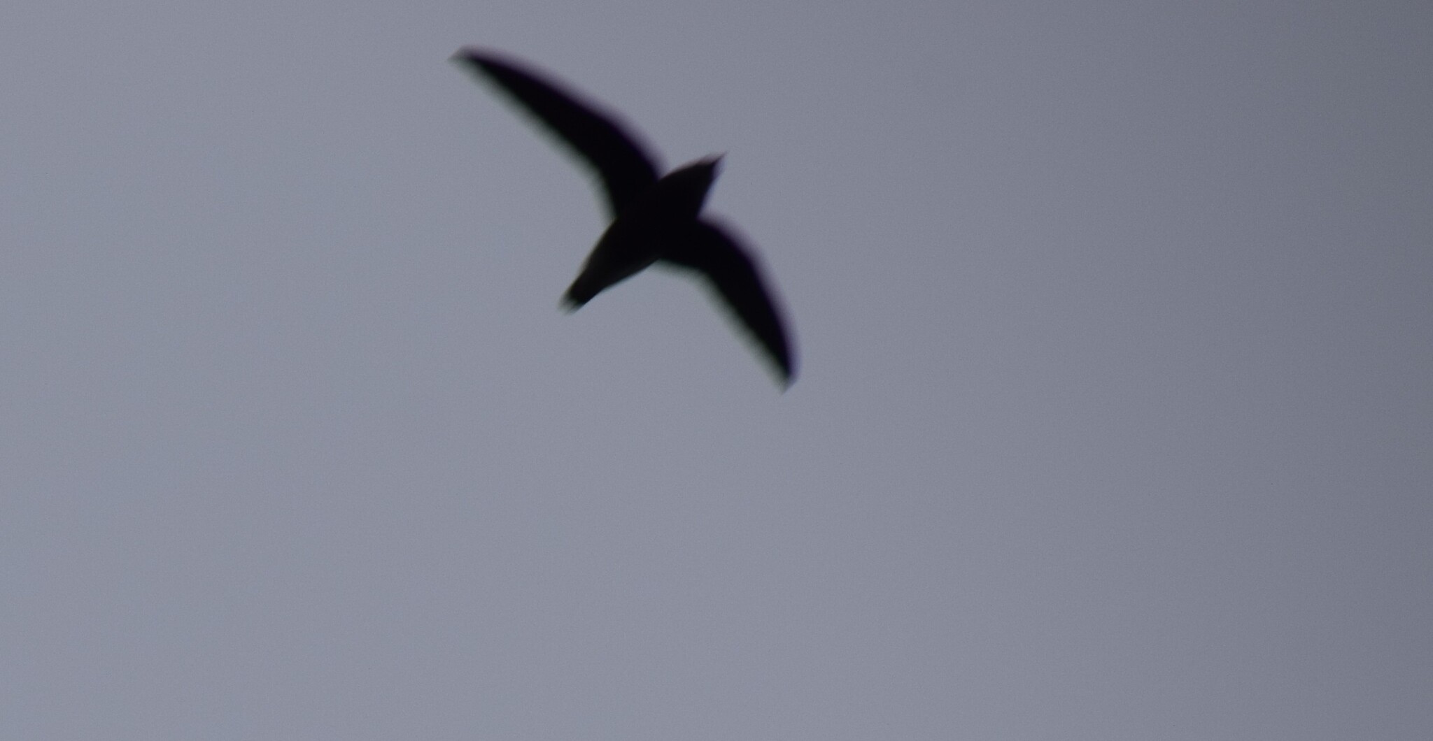 White-throated Needletail (Hirundapus caudacutus), photo 3