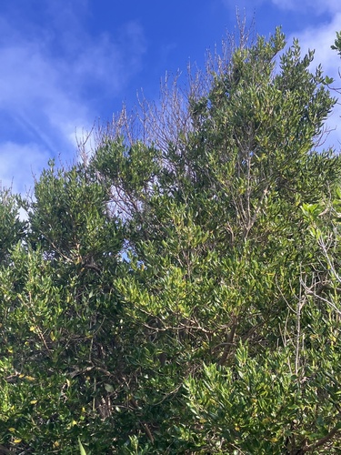 Coprosma chathamica, photograph 2