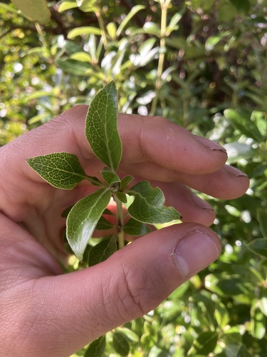 Coprosma chathamica, photograph 3