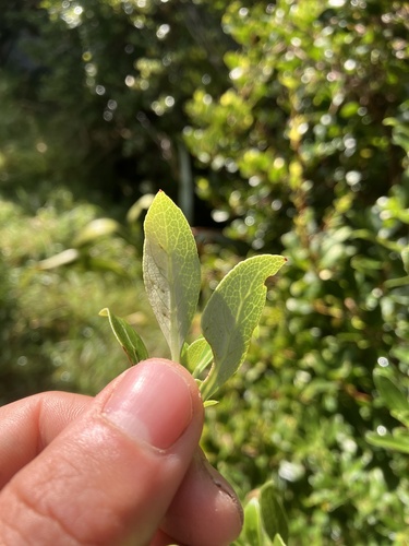 Coprosma chathamica, photograph 4